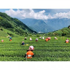 【竹崎地区农会】-阿里山高山茶